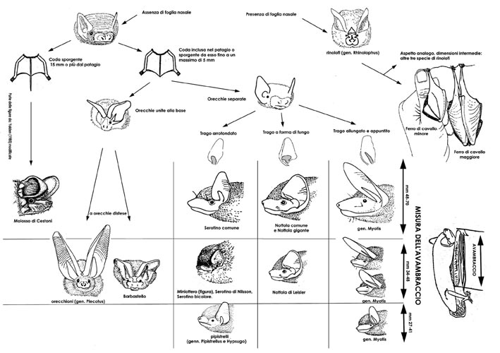 Myotis sp.